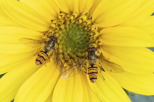 Common hoverfly (Eupeodes corollae) two adult insects feeding on garden sunflower plant flower in summer, England, United Kingdom