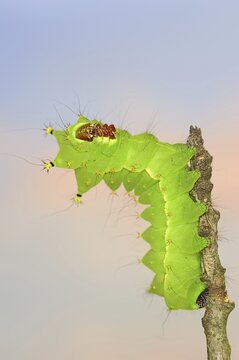 Indian luna moth (Actias selene), caterpillar, captive, occurrence in Asia