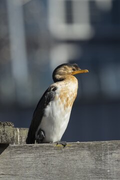 Little pied cormorant (Microcarbo melanoleucos) resting on wooden pier, Melbourne, Victoria, Australia
