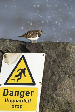 Ruddy turnstone (Arenaria interpres) adult wading bird in winter plumage on a rock by a warning sign, England, United Kingdom