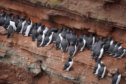 Common guillemot (Uria aalge) sitting on a rock face, Schleswig-Holstein, Helgoland Island, wildlife, Germany
