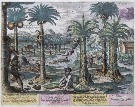 Exotic fruits and plants, including banana and coconut palm, hand-coloured copperplate engraving by B. van Doetecum, from Itinerario by Huygen van Linschoten, 1596