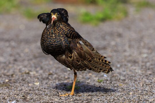 Brown feathered bird standing on gravel, blurred green in the background, Ruff (Calidris pugnax, Syn.: Philomachus pugnax), France