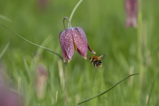 Common carder bumblebee (Bombus pascuorum) adult bee insect flying towards a Snake's head fritillary (Fritillaria meleagris) flower in spring, England, United Kingdom