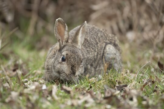 Rabbit (Oryctolagus cuniculus) adult animal eating grass, England, United Kingdom