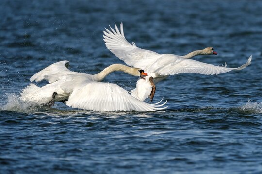 Two Mute swans (cygnus olor), fighting, Germany