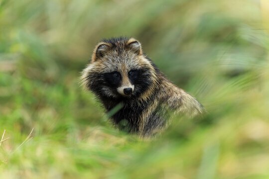 A raccoon dog looks through the grasses and looks alert, raccoon dog, (Nyctereutes procyonoides), wildlife, Western Pomerania Lagoon Area National Park, Zingst, Mecklenburg-Western Pomerania, Germany