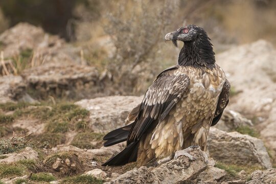 Bearded vulture (Gypaetus barbatus), also known as lammergeier or bone crusher, foraging, young bird, largest bird of prey in Europe, Catalan Alps, Spain