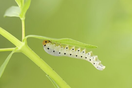 Leaf wasp (Tenthredo zona), larva, North Rhine-Westphalia, Germany