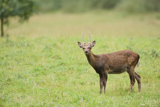 Sika deer (Cervus nippon), spit standing in a meadow, naturalised species, Sauerland, North Rhine-Westphalia, Germany