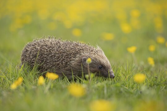 European hedgehog (Erinaceus europaeus) adult walking in a Spring meadow with flowering Buttercups, Suffolk, England, United Kingdom