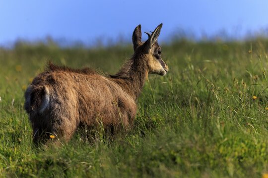 A chamois looks across the meadow into the distance, chamois, chamois, (Rupicapra rupicaprae), wildlife, Vosges, France