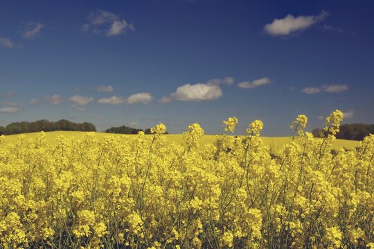 A rape field in bloom under a blue sky with white clouds in spring, Funen, Denmark