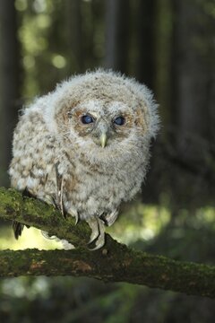 Tawny Owl (Strix aluco) 4-week-old young bird not yet able to fly, Allg&auml;u, Bavaria, Germany