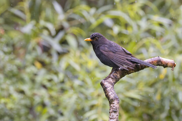Fototapeta premium adult male blackbird, turdus merula, perches on a curved, textured branch during a light rain shower, isolated against a softly blurred background of green foliage.