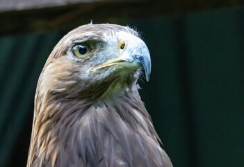 Fototapeta premium Steinadler