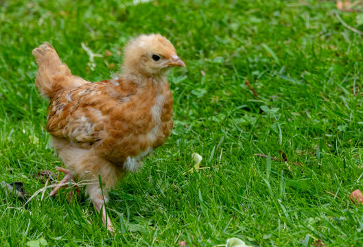 Huhn