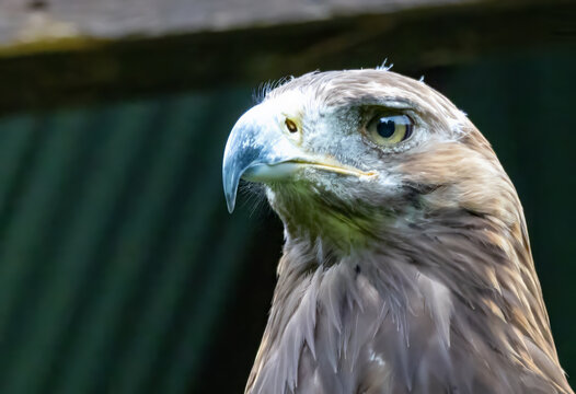 Steinadler