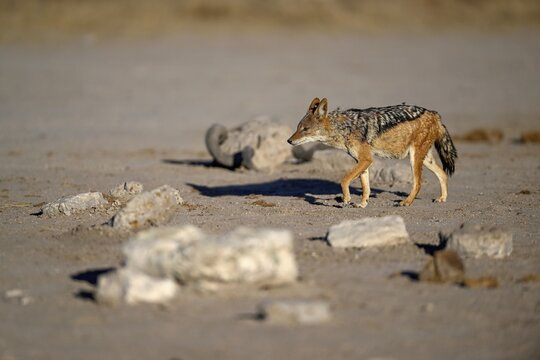 Black-backed jackal (Lupulella mesomelas), Nxai Pan National Park, near Gweta, Central District, Botswana