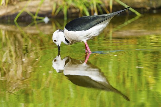 A bird bends over the water and is reflected in the calm, green surroundings, black-winged Black-winged Stilt (Himantopus himantopus), France