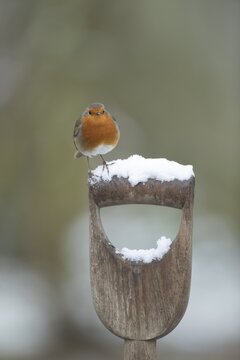European robin (Erithacus rubecula) adult bird on a snow covered garden fork handle, Suffolk, England, United Kingdom