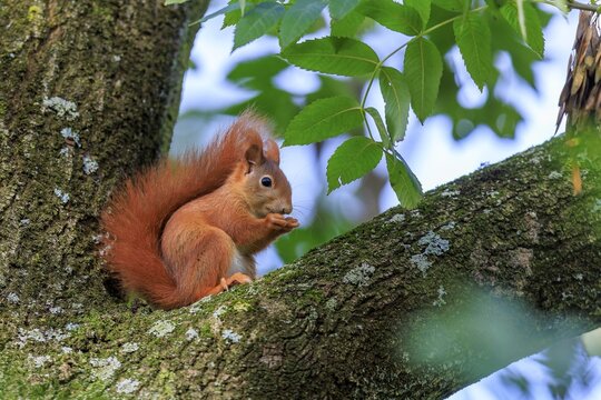 Squirrel sitting in branches and eating a nut in mild light, squirrel (Sciurus vulgaris), wildlife, Germany