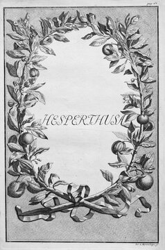 Hesperthusa, wreath of orange branches with orange fruits, title page, copper engraving or copper etching by Johann Christoph Volkamer or Volckamer, from N&uuml;rnbergische Hesperides oder gr&uuml;ndliche Beschreibung der Edlen Citronat, Citronen, und Pomerantzen-Fr&uuml;chte, Nuremberg 1708, 1714