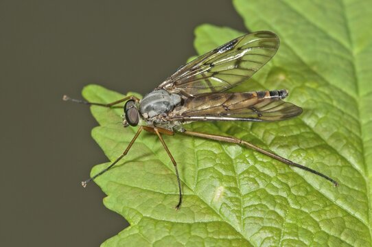 Common snipe fly (Rhagio scolopaceus), Baden-W&uuml;rttemberg, Germany