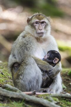 Barbary Macaque (Macaca sylvanus), female suckling baby, captive, Rhineland-Palatinate, Germany