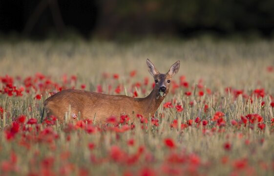 Roe deer (Capreolus capreolus), doe in wheat field with poppies, Suffolk, England, United Kingdom