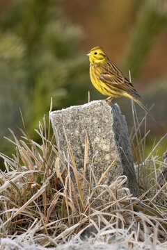 Yellowhammer (Emberiza citrinella), sitting on a landmark, Tyrol, Austria