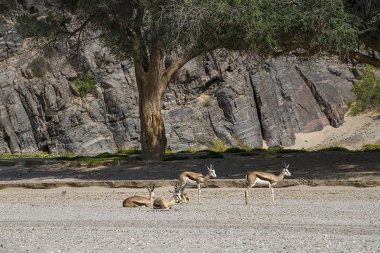 Angolan springboks (Antidorcas angolensis) in the Hoanib dry river, Kaokoveld, Kunene region, Namibia
