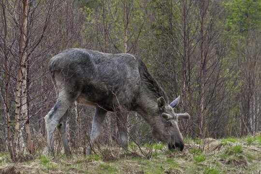 The bull moose (Alces alces) in the bast grazing the first fresh greenery along the roadside, May, Sweden