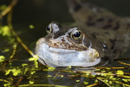 Common frog (Rana temporaria) adult amphibian on the water surface of a pond making a croaking noise or calling with its face puffed up in spring, England, United Kingdom