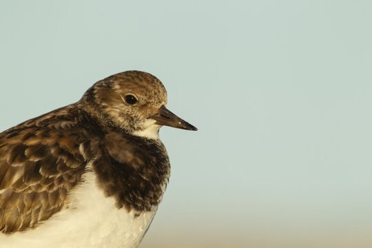 Ruddy turnstone (Arenaria interpres) adult wading bird in winter plumage on a beach, England, United Kingdom
