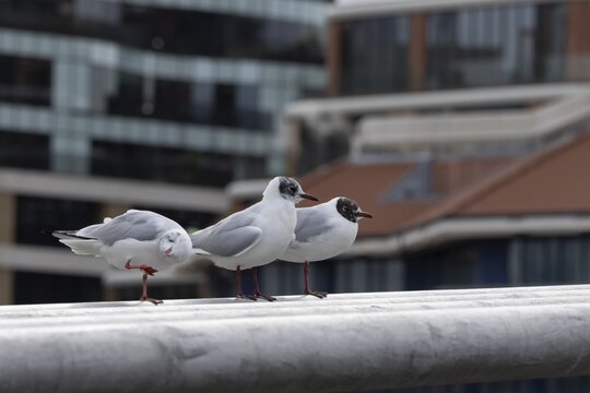 Black headed gull (Chroicocephalus ridibundus) three adult birds on the Millenium bridge with office block buildings in the background, City of London, England, United Kingdom