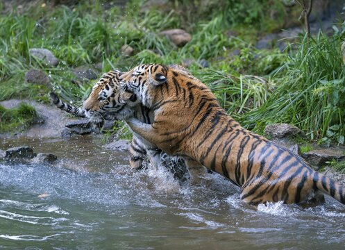 Siberian tiger (Panthera tigris altaica), two tigers fighting, captive, Germany
