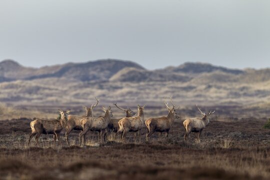 In this photo, all phases of antler shedding can be clearly seen, some of the red deer (Cervus elaphus) are still wearing both antlers, some have already lost one and others are completely missing the headdress, shedding time, antler shedding, dune landscape, April, Denmark