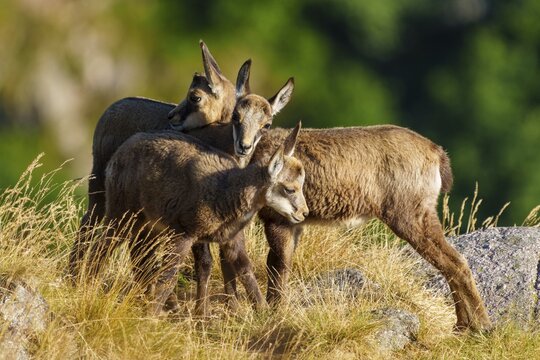 Three young chamois moving in a grassy, rocky environment surrounded by forest greenery, chamois, chamois, (Rupicapra rupicaprae), fawn, wildlife, Vosges, France