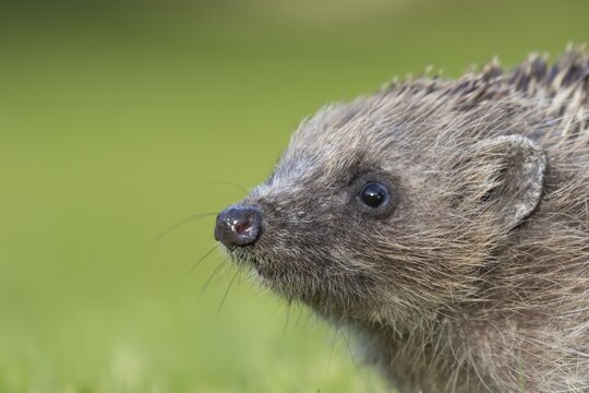 European hedgehog (Erinaceus europaeus) adult animal head portrait, England, United Kingdom