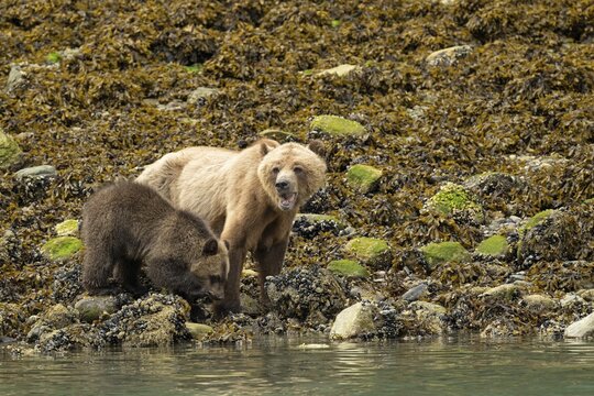 Coastal brown bear (Ursus Arctos) with cub searching for shells along the Pacific coast, Johnstone Strait, Vancouver Island