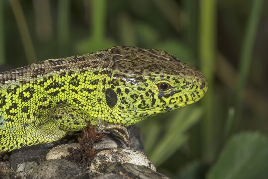Close-up of a male sand lizard (Lacerta agilis) with conspicuous pattern, Baden-W&uuml;rttemberg, Germany