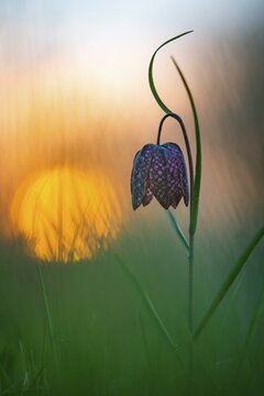Snake's Head Fritillary (Fritillaria meleagris) at sunrise in a wet meadow in spring, Berne, Lower Saxony, Germany