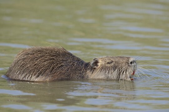 Nutria (Myocastor coypus) swimming in the water, neozoa, Camargue, France