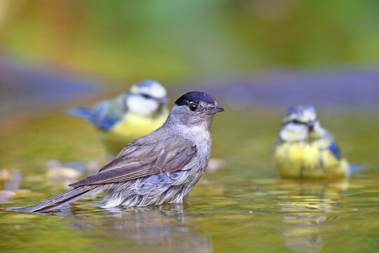 Blackcap (Sylvia atricapilla) and blue tits (Parus caeruelus) bathing in shallow water, Germany