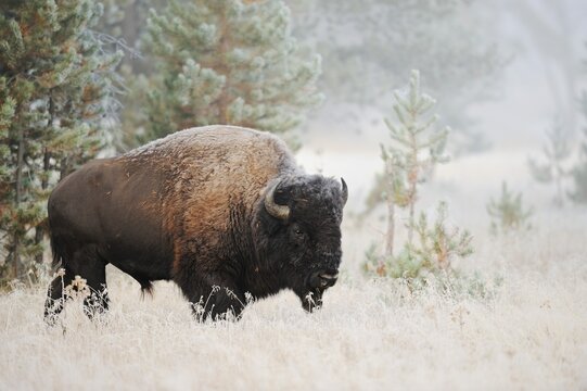 American bison (Bos bison, Bison bison), male, Yellowstone National Park, Wyoming, USA