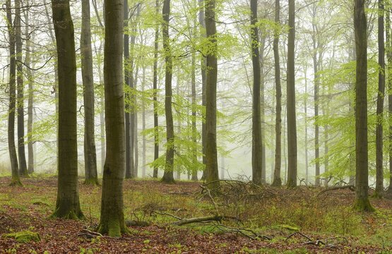 Beech forest with mist in early spring, first fresh green foliage, Kellerwald-Edersee National Park, UNESCO World Natural Heritage Site Primeval Beech Forests and Ancient Beech Forests of the Carpathians and other regions of Europe, Hesse, Germany