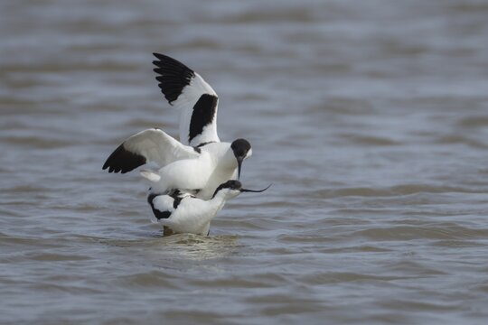 Pied avocet (Recurvirostra avosetta) two adult birds mating in a lagoon, England, United Kingdom