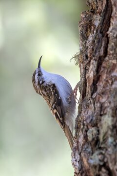 Eurasian Treecreeper (Certhia familiaris), sitting on a tree trunk, Schwaz, Tyrol, Austria