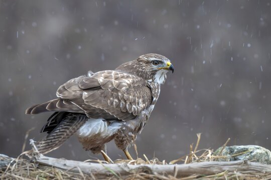 Common buzzard (Buteo buteo) sitting on the ground during snowfall, Terfens, Tyrol, Austria